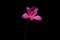 flowers zephyranthes Pink on black background A bright green sta