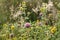 Flowers of zigzag clover (Trifolium medium) and golden clover / large hop trefoil (Trifolium aureum)