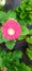 Flowers ðŸŒºðŸŒ¸ pink flowers peony rose hip blossom botany garden green color shop