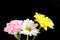 Flowersbeautiful chrysanthemum in Mother\'s day