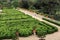 Flowerspots with decorative orange in Villa Doria Pamphili at Via Aurelia Antica