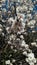 Flowery almond. Details of first flowering