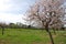 Flowery Almond tree (spring)