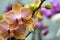 Flowery branch of orange orchids phalaenopsis