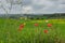 Flowery Countryside