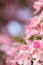 Flowery dreamy blur background