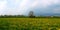 A flowery field in Italy