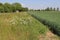 A flowery field margin along a green wheat field in the dutch countryside
