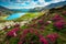 Flowery fields with pink rhododendrons and mountain lake, Carpathians, Romania