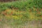 Flowery fields of Puglia