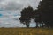 Flowery landscape in the plain,