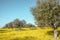 Flowery Olive Grove in Alentejo Portugal Nature Landscape