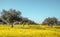 Flowery Olive Grove in Alentejo Portugal Nature Landscape