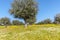 Flowery Olive Grove in Alentejo Portugal Nature Landscape