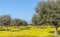Flowery Olive Grove in Alentejo Portugal Nature Landscape