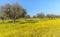 Flowery Olive Grove in Alentejo Portugal Nature Landscape