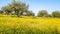 Flowery Olive Grove in Alentejo Portugal Nature Landscape