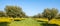 Flowery Olive Grove in Alentejo Portugal Nature Landscape