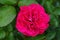The flowery pink rose in full splendor between green leaves. Close-up