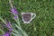 Flowery tea and Ivan-tea flowers in a cup on the grass.