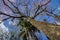 Flowery tree with colorful flowers