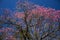 Flowery tree with colorful flowers