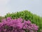 Flowery tree pink flowers amount beautiful background