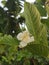  Flowerâ€‹ ofâ€‹ Guava treeâ€‹