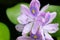 Flowerâ€‹ ofâ€‹ water hyacinth is wetâ€‹ andâ€‹ water drop.â€‹ closeupâ€‹ purpleâ€‹ flowerâ€‹ withâ€‹ greenâ€‹ background.