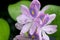 Flowerâ€‹ ofâ€‹ water hyacinth is wetâ€‹ andâ€‹ water drop.â€‹ closeupâ€‹ purpleâ€‹ flowerâ€‹ withâ€‹ greenâ€‹ background.