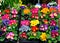 Flowerâ€™s market, colorful stand of spring flowers
