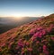 Flowes in the mountains during sunrise