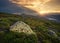 Flowes in the mountains during sunrise