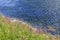 Flowing beautiful blue river lake with pink flowers, Hemsedal, Norway