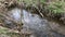 Flowing creek in a spring forest