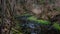 A Flowing Creek Surrounded by Dead trees