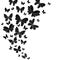 Flowing curving design of flying butterflies vector design illustration