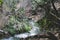 A flowing forest creek in the thick woods