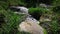 The flowing stream of seething water in a brilliant stream of mountain river.