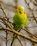 Flown away green yellow budgie sitting on branch