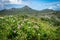 Flowwers and tropical -landscape