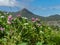 Flowwers and tropical -landscape