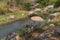 fluent river with rocks and vegetation in Africa. Lubango. Angola.