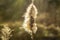 Fluff Cotton Cattail reed Typha latifolia