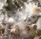 Fluff from a dandelion on a plant