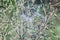 fluff dandelions stuck in green branches, background in blur