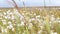 Fluff field close up. Highest quality cotton is ready to harvest field. Close up of a Fluffy Plant dispersing seeds