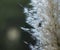 Fluff flower/plant on gray and green background.