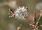 Fluff of hawkweed