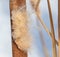 Fluff on the reeds in nature.